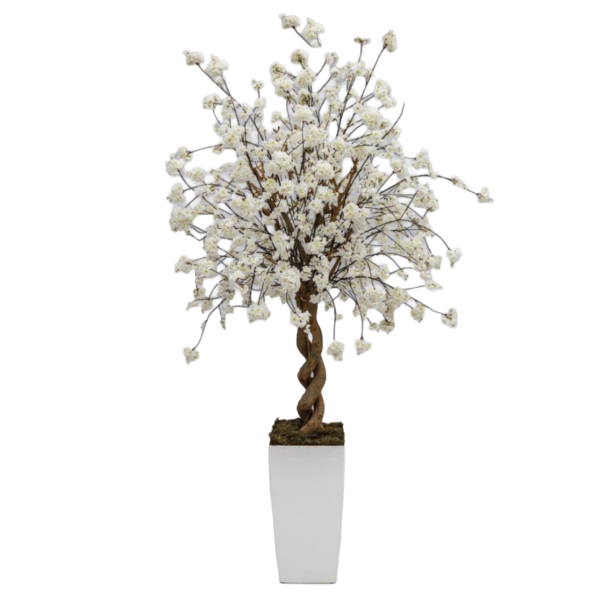 Witte bloesemboom in hoge witte vierkante lechuza