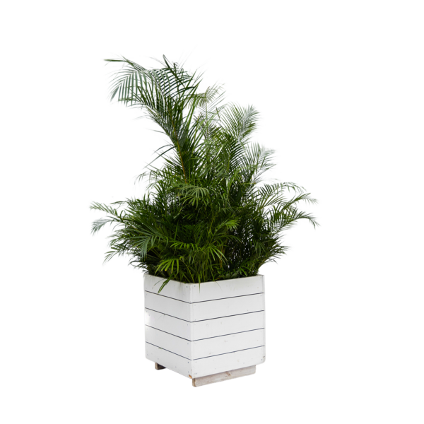 Areca palm in houten plantenbak
