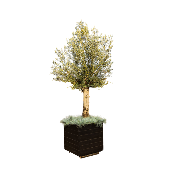 Olijfboom (middel) in black wash bak met onderbeplanting
