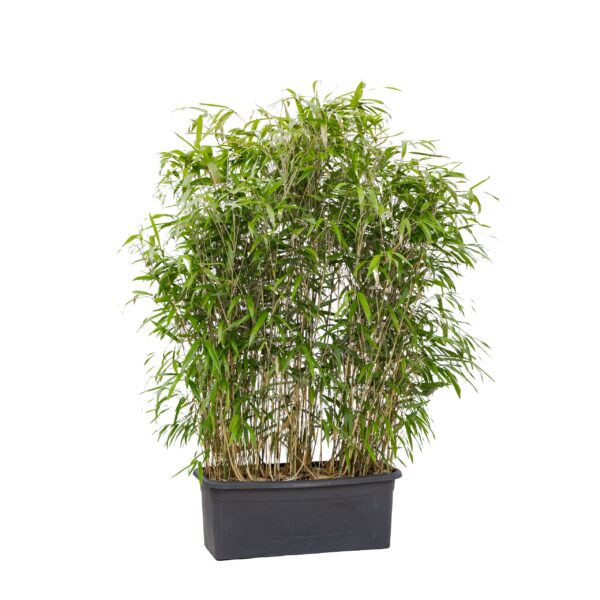 Meter bak Bamboe fijn bladig 200 cm