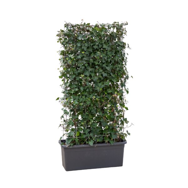 Meter bak Hedera 225 cm