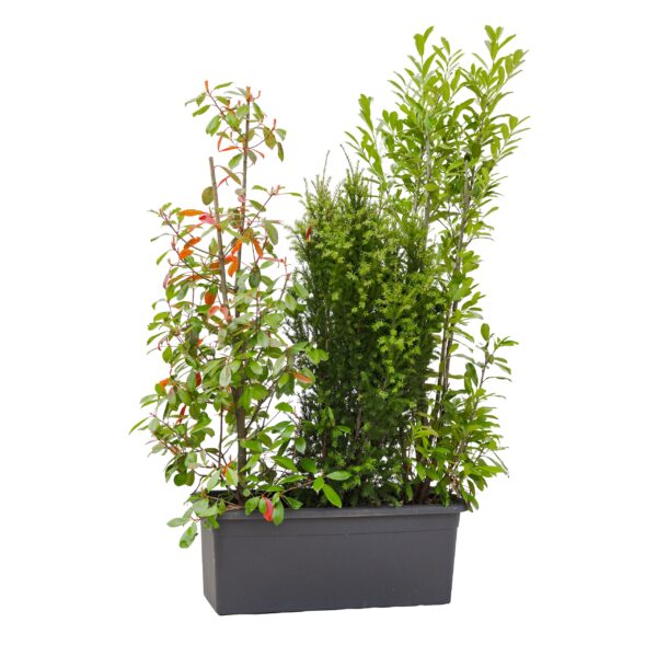 Meter bak met mix beplanting 200 cm