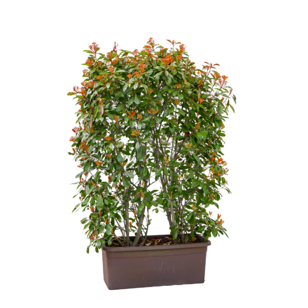 Meter bak Photinia 200 cm