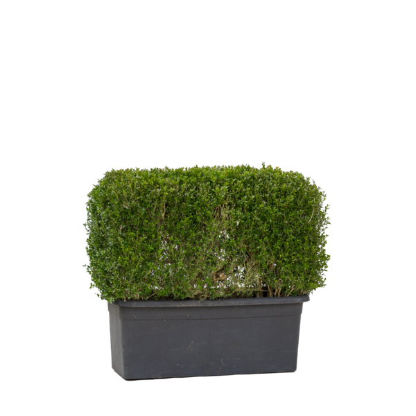 Meter bak Buxus 100 cm