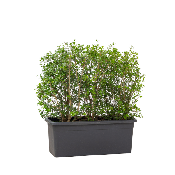 Meter bak Osmanthus 125 cm
