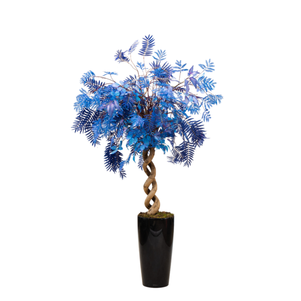 Blauwe zijden palm boom in hoge lechuza