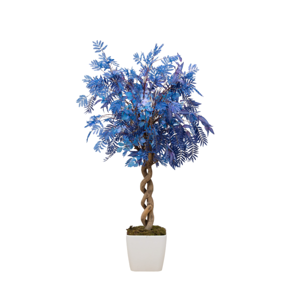 Blauwe zijden palm boom in lage lechuza