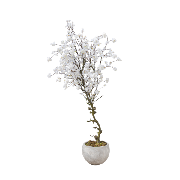 Boom met witte bloesem in grijze Fiber clay pot