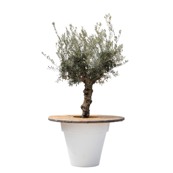 Olijfboom in witte Bloomspot met houten blad