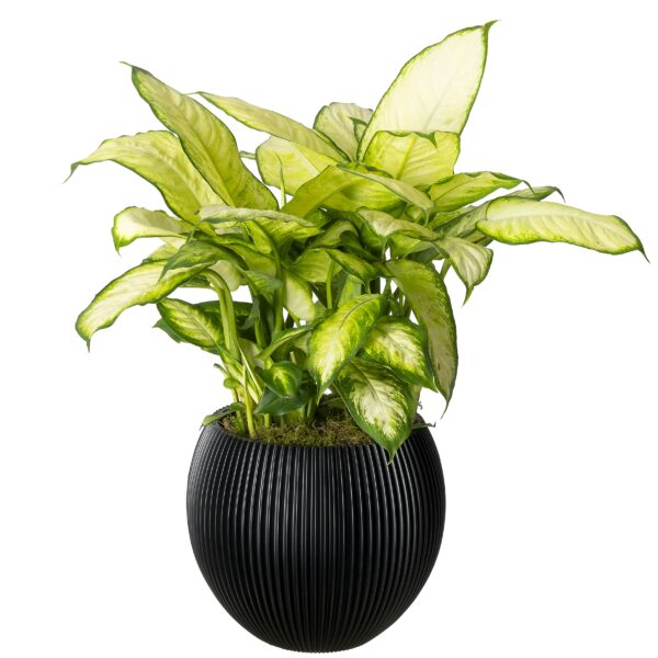 Capi bolpot zwart met groene plant