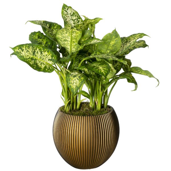 Capi bolpot brons met groene plant