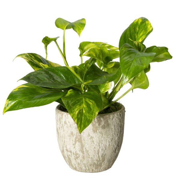 Aardewerk potje beige met plantje