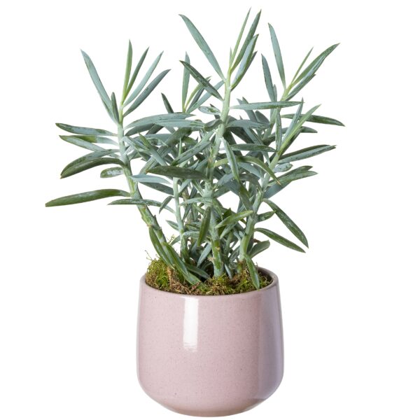 Stenen potje roze met plantje
