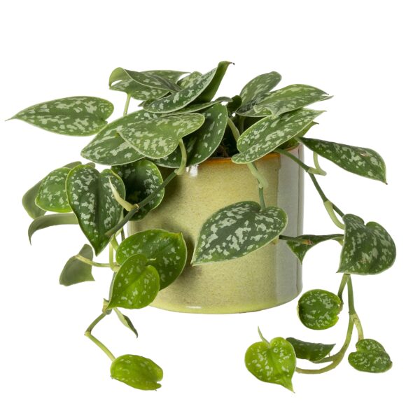 Stenen potje lichtgroen met plantje