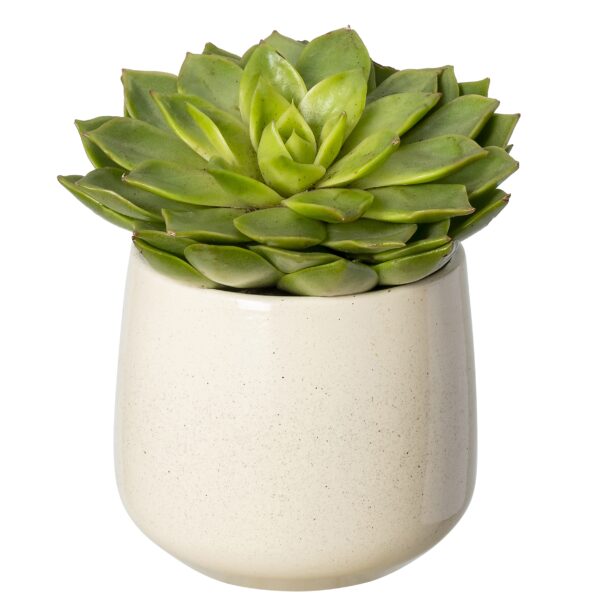 Stenen potje crème met plantje