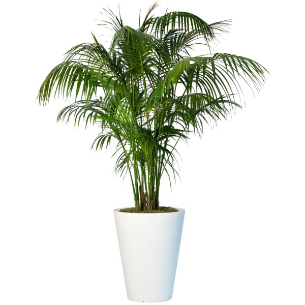 Kentia palm in witte Olla pot