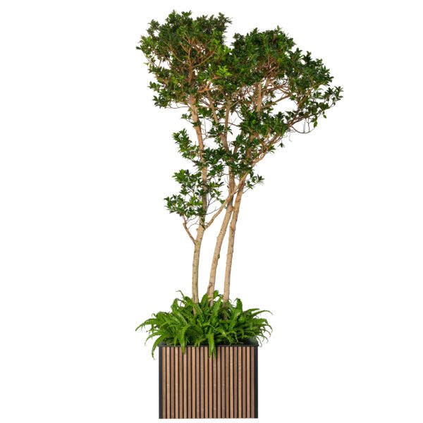 Boom in luxe latjes plantenbak bruin met onderbeplanting