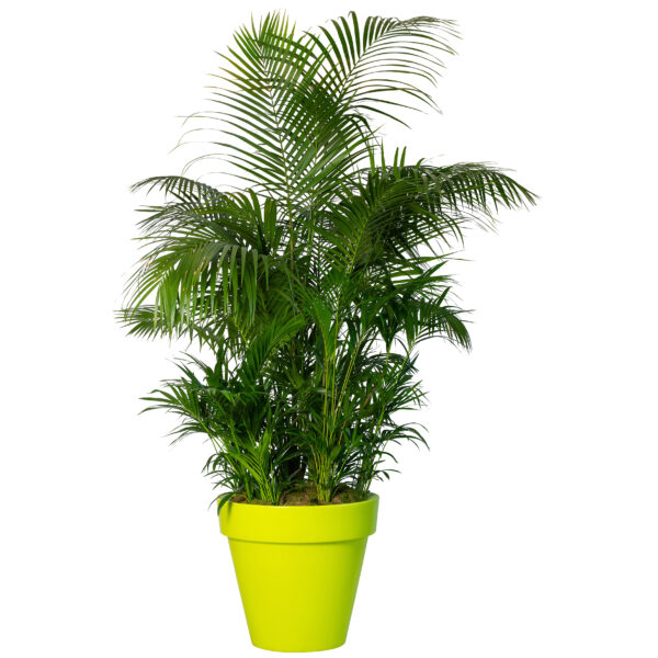 Kentia palm in Bloomspot