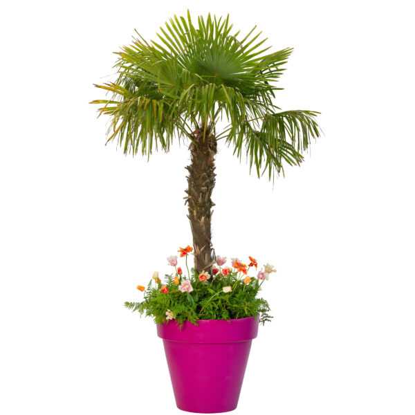 Tracy palm in magenta bloomspot met zijden onderbeplanting