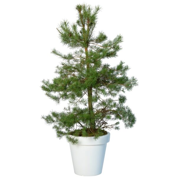 Pinus in witte Bloomspot