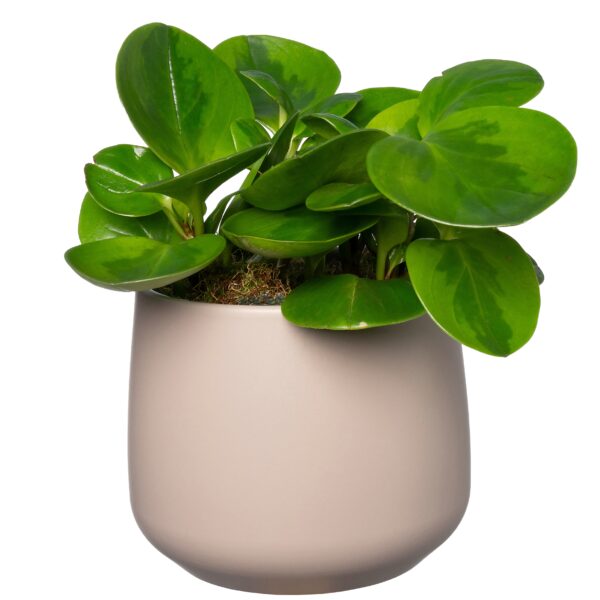 Stenen potje taupe met plantje