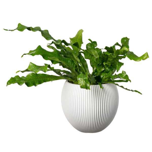 Capi bolpot wit met groene plant
