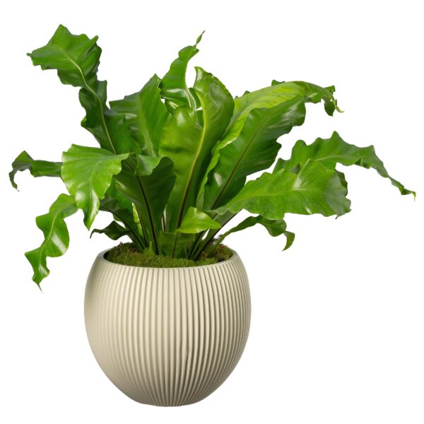 Capi bolpot taupe met groene plant