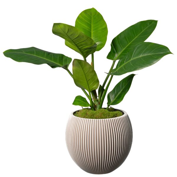 Capi bolpot lila met groene plant